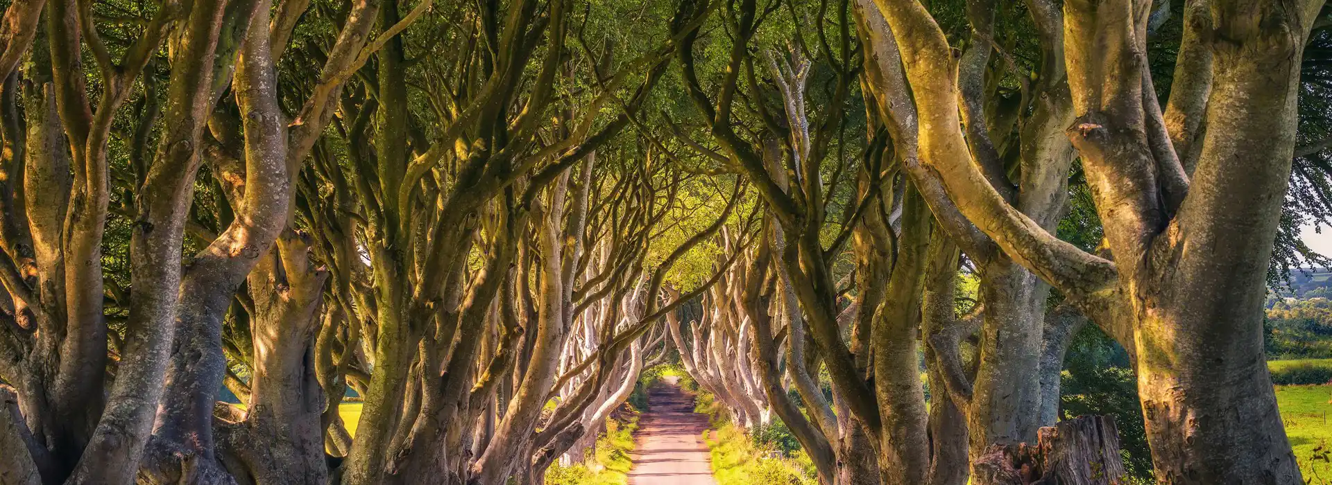 Armoy dark hedges