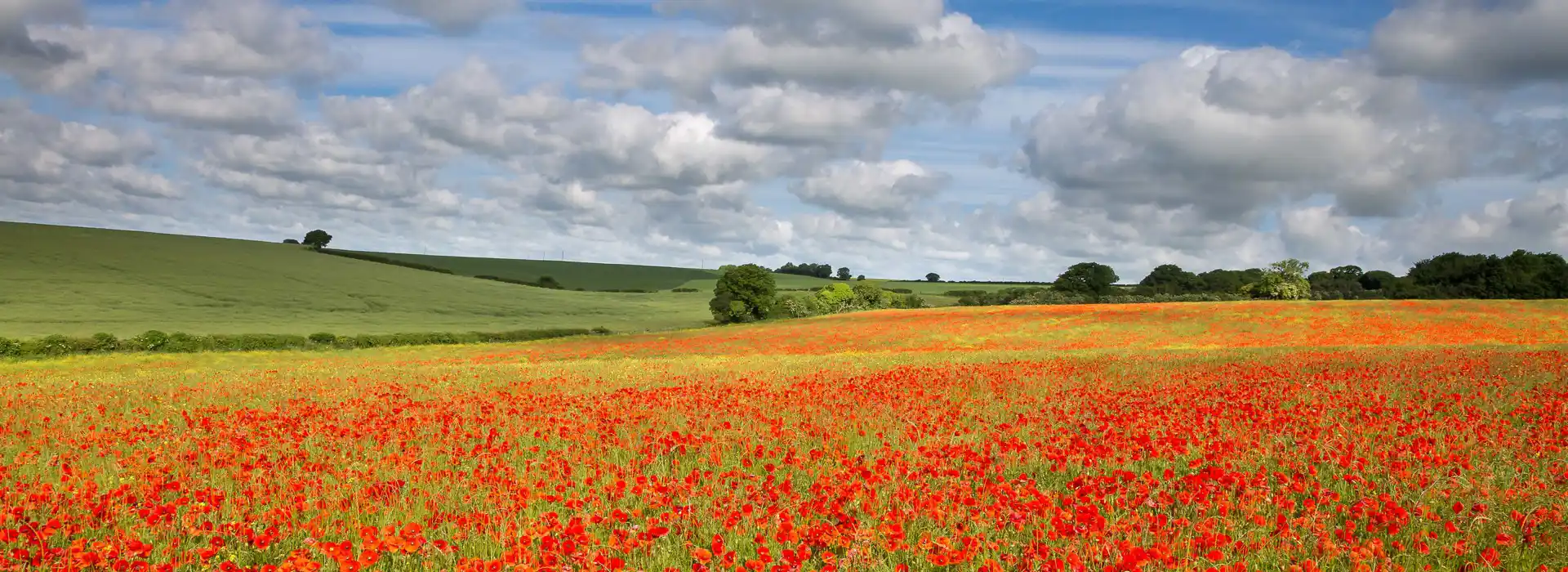 Blandford Forum campsites