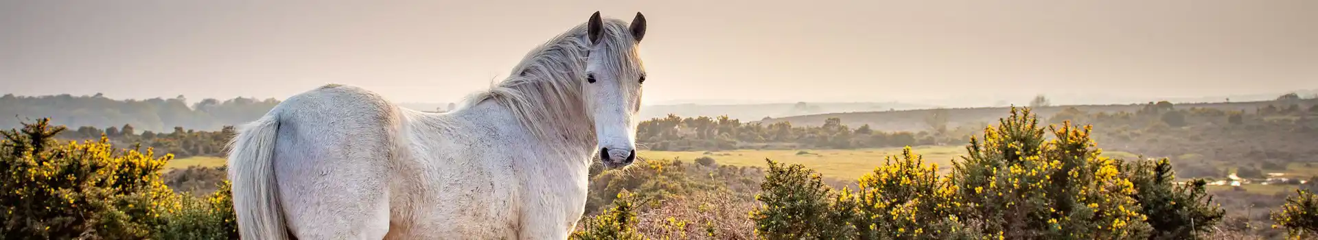 Campsites in Brockenhurst