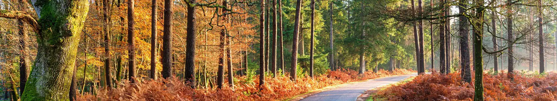 Campsites near Lyndhurst