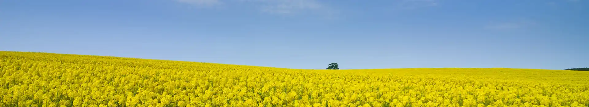 Loughborough campsites