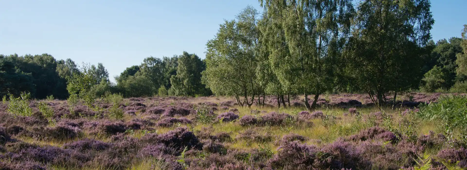 Pocklington campsites