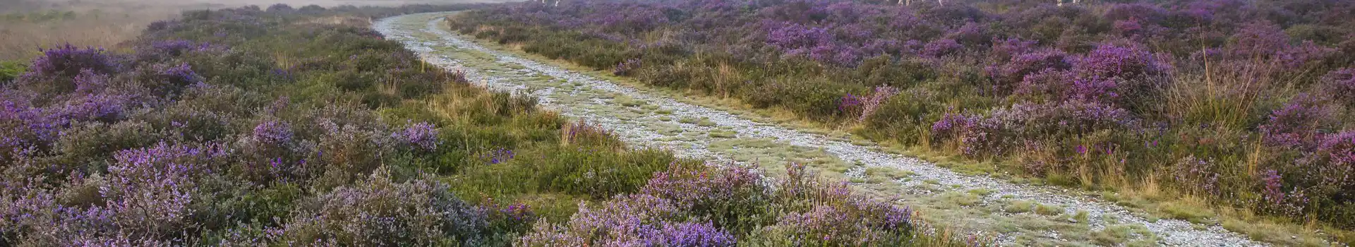 Dunwich campsites