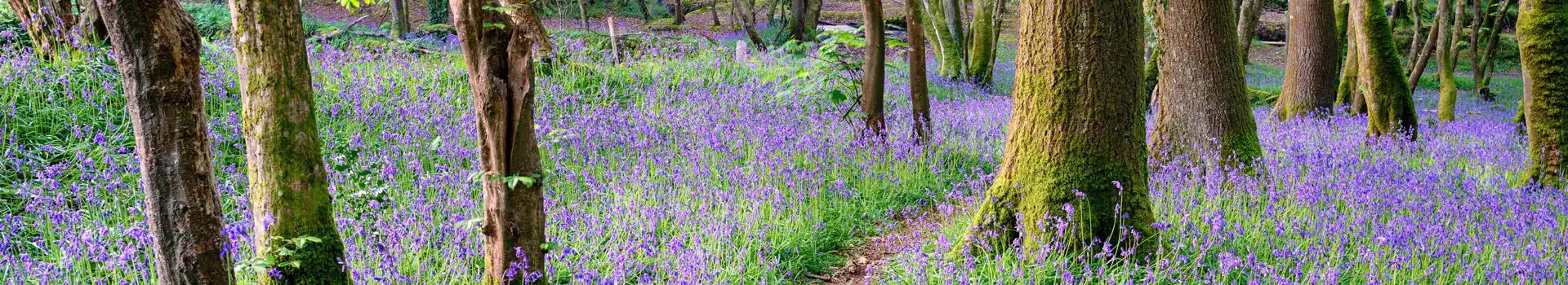 Camborne campsites