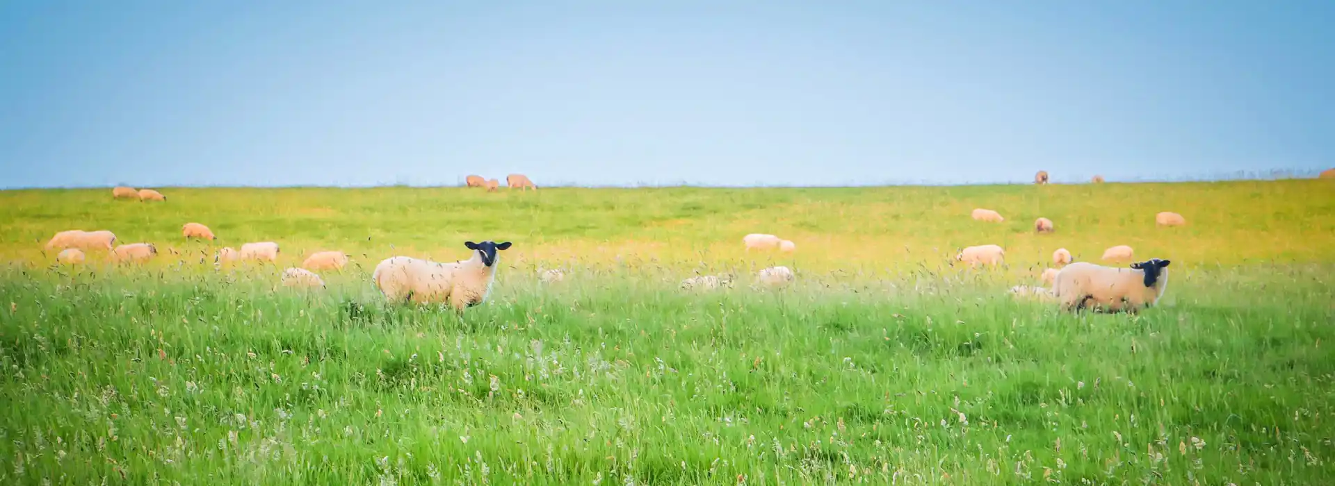 Wool campsites