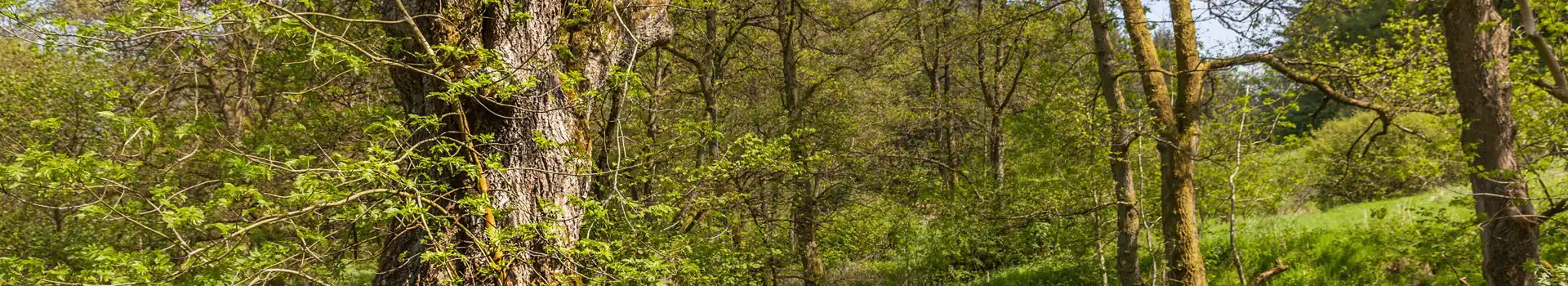 Dalby campsites