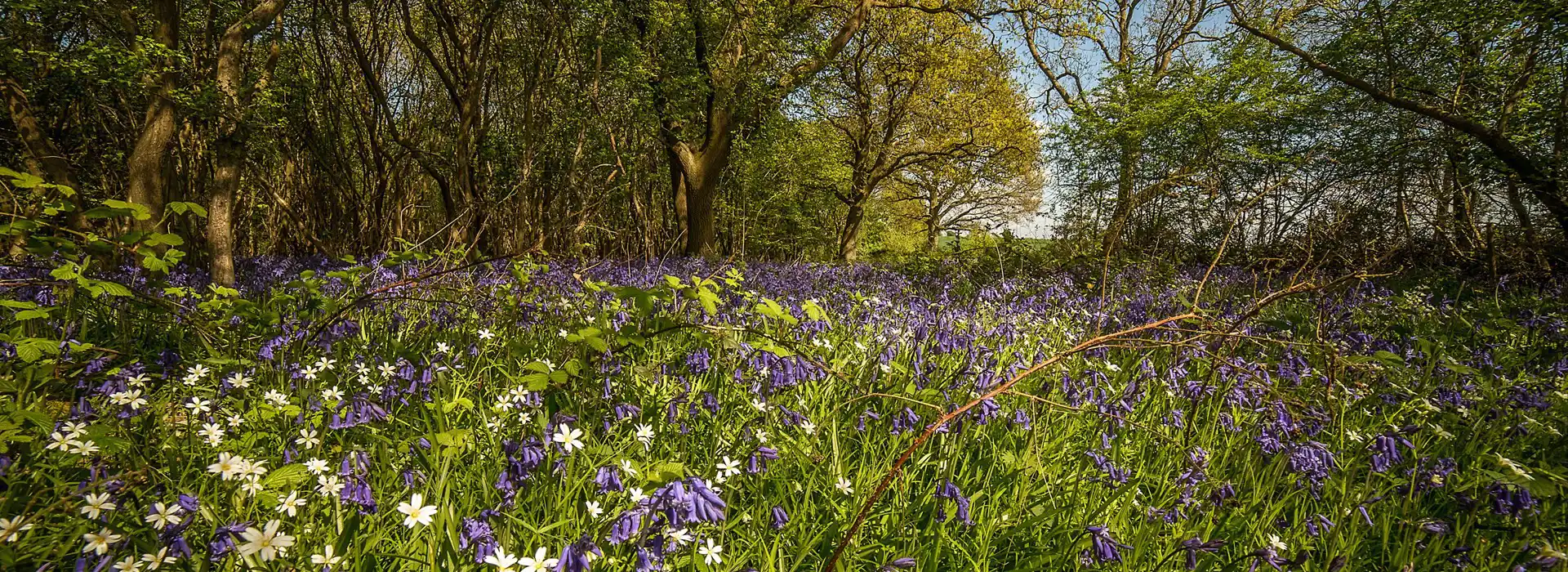 Alcester campsites