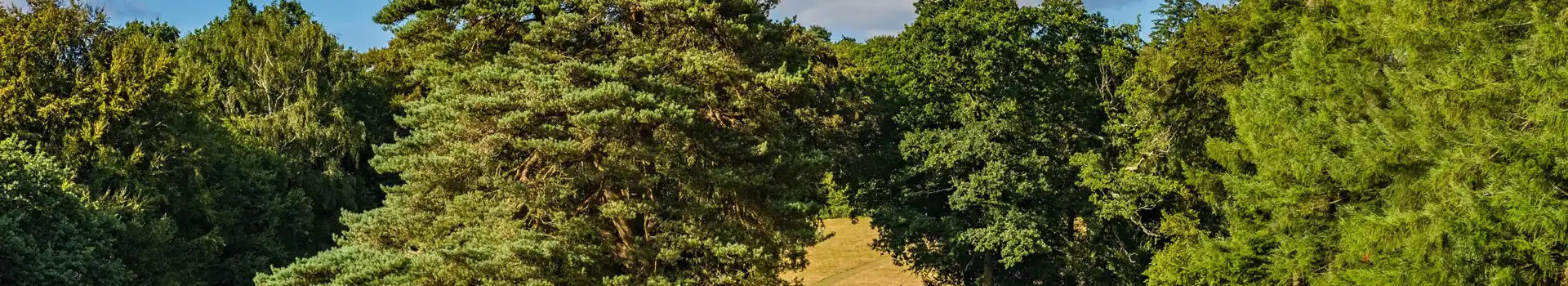 Haslemere campsites