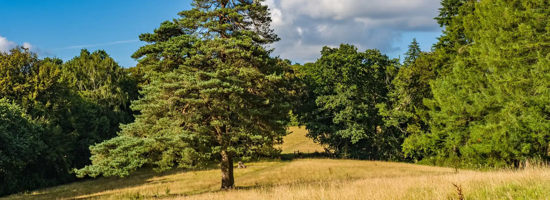 Haslemere campsites