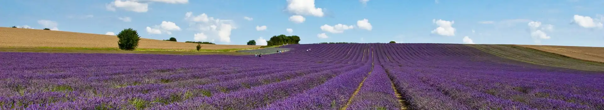 Hitchin lavender fields