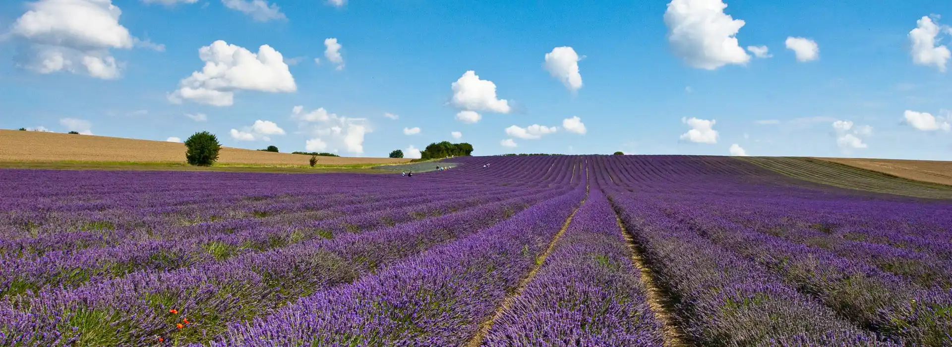 Hitchin lavender fields