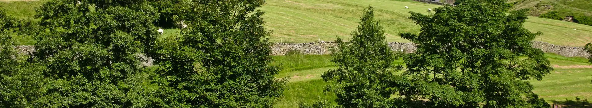 Campsites near Dent