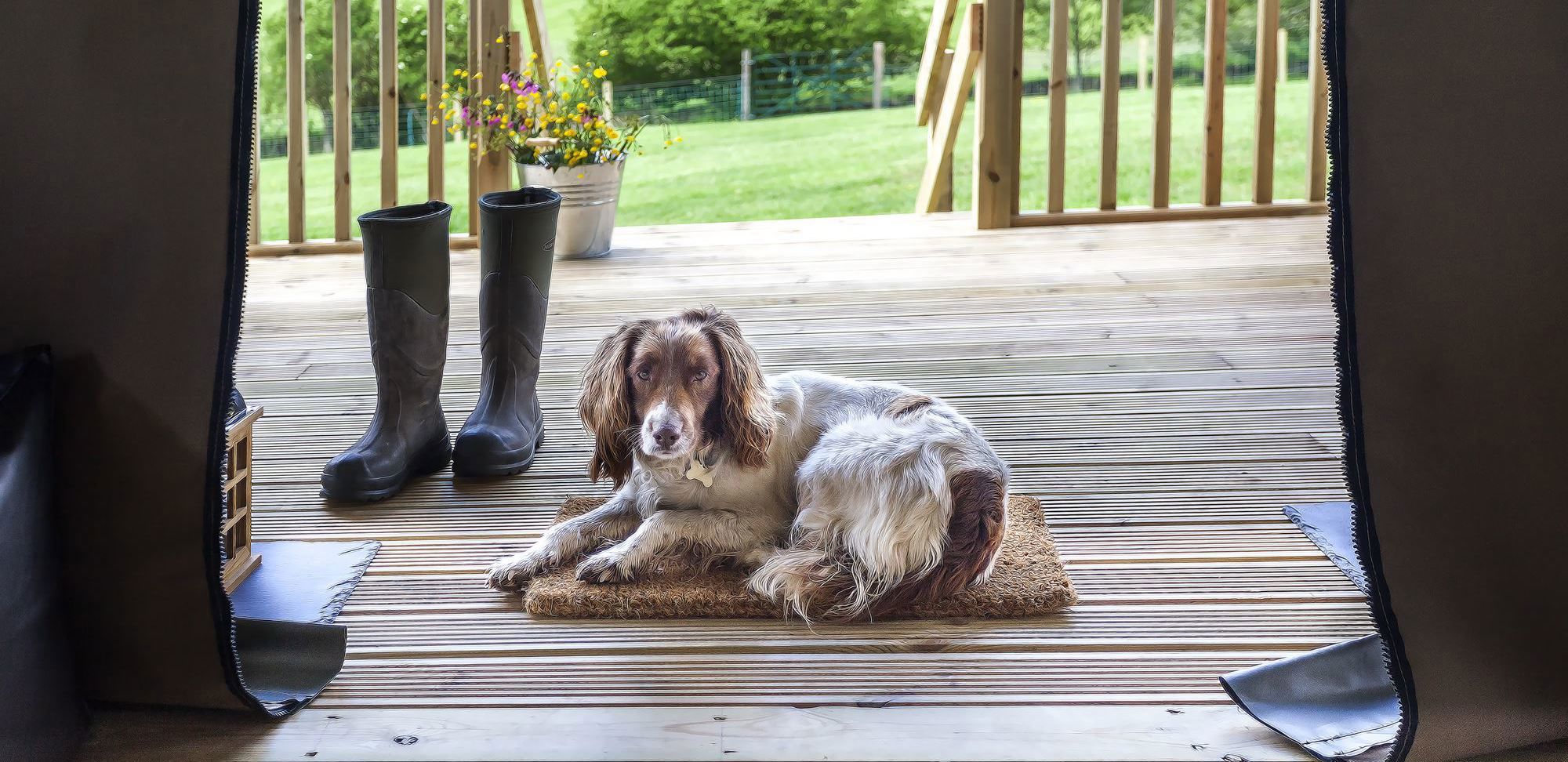 1,300+ dog friendly glamping holidays in the UK
