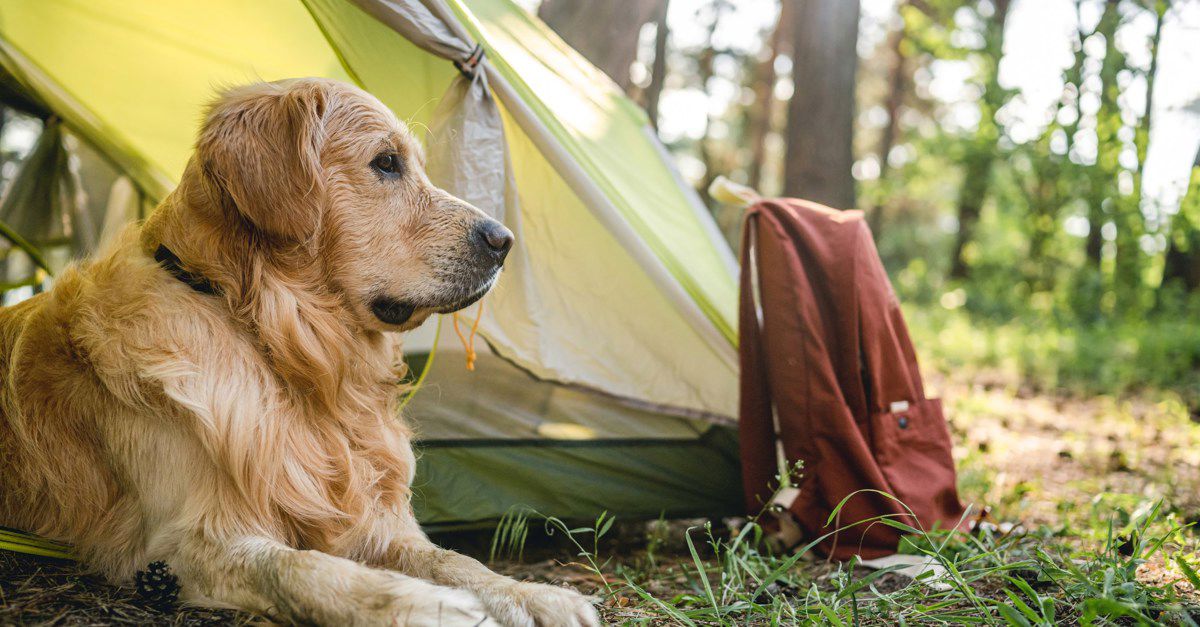 Discover our dog friendly campsites near me tool book today!