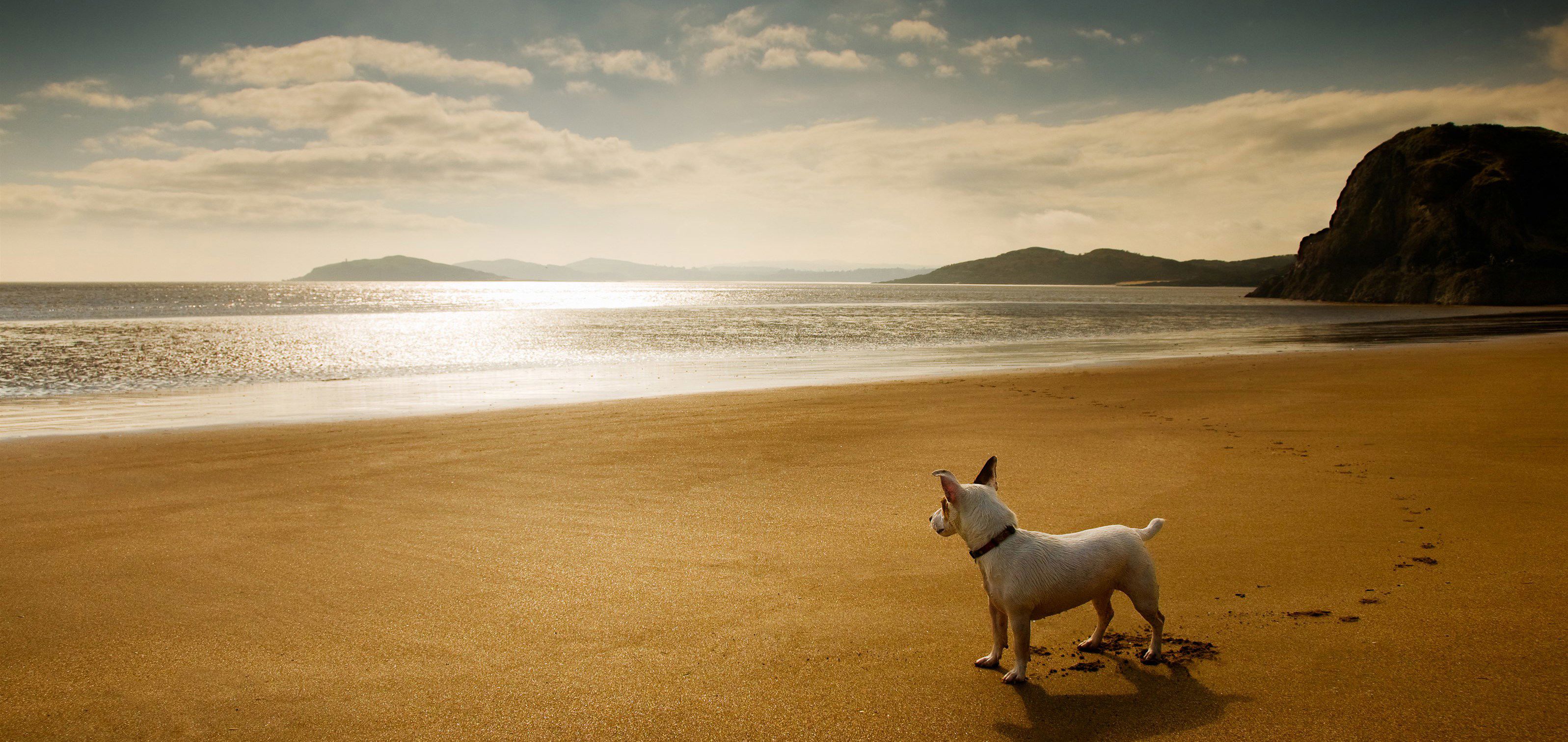 can you walk dogs on great yarmouth beach