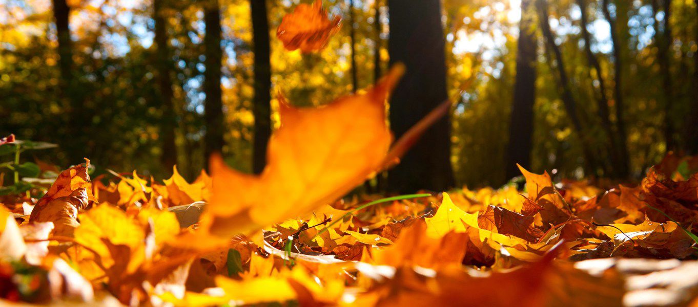 Holiday parks open all year round 40+ parks open all year