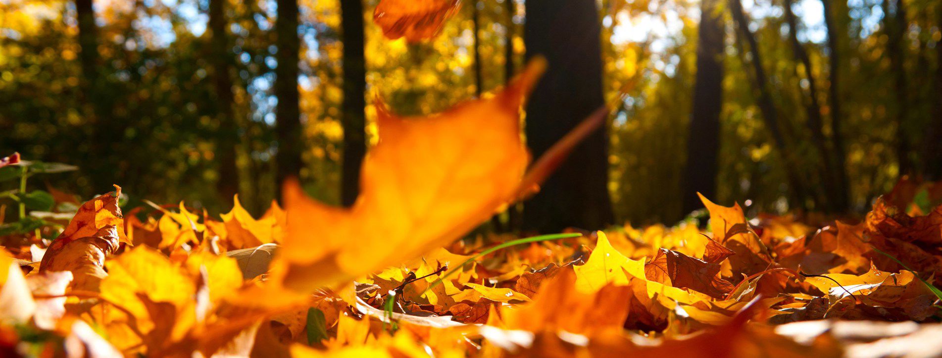 Holiday parks open all year round 45+ parks open all year