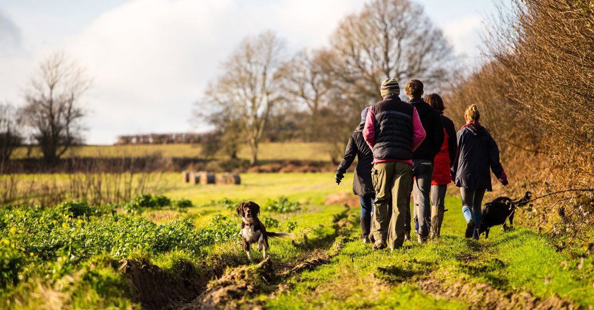 90+ best dog friendly campsites in Sussex top camping