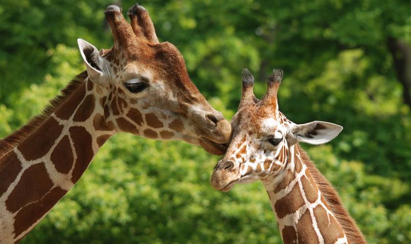 Looking for the best UK zoo? Here's our top 10