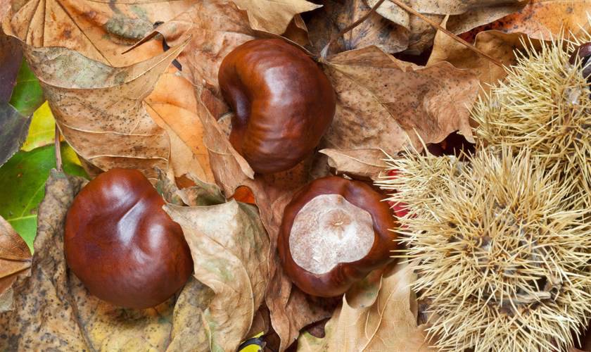 Conkers