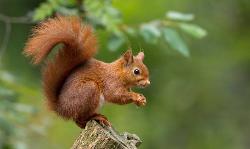 Why are red squirrels endangered? (And where to see them)