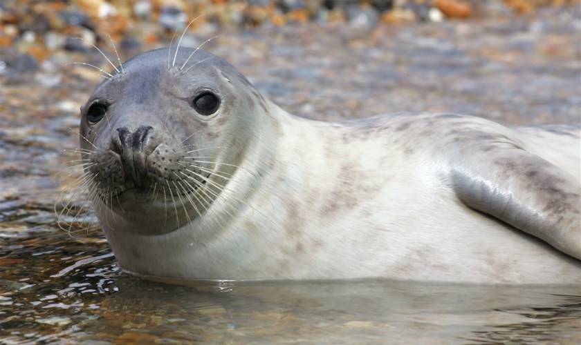 See the Blakeney Point Seals in Norfolk Our tips
