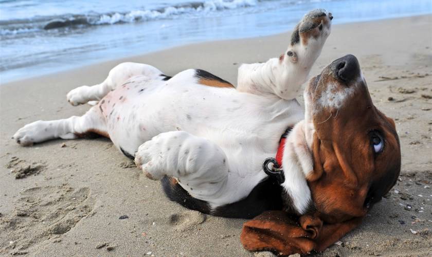 weekend breaks with dogs