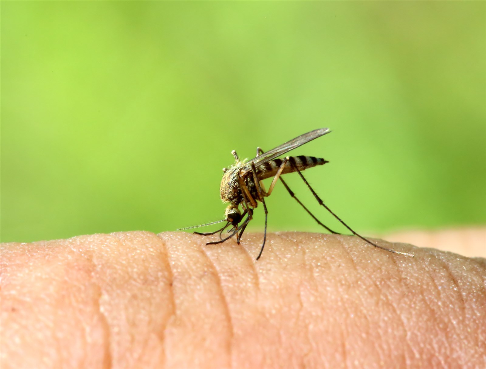How To Avoid Midges, Wasps And Other Insects While Camping