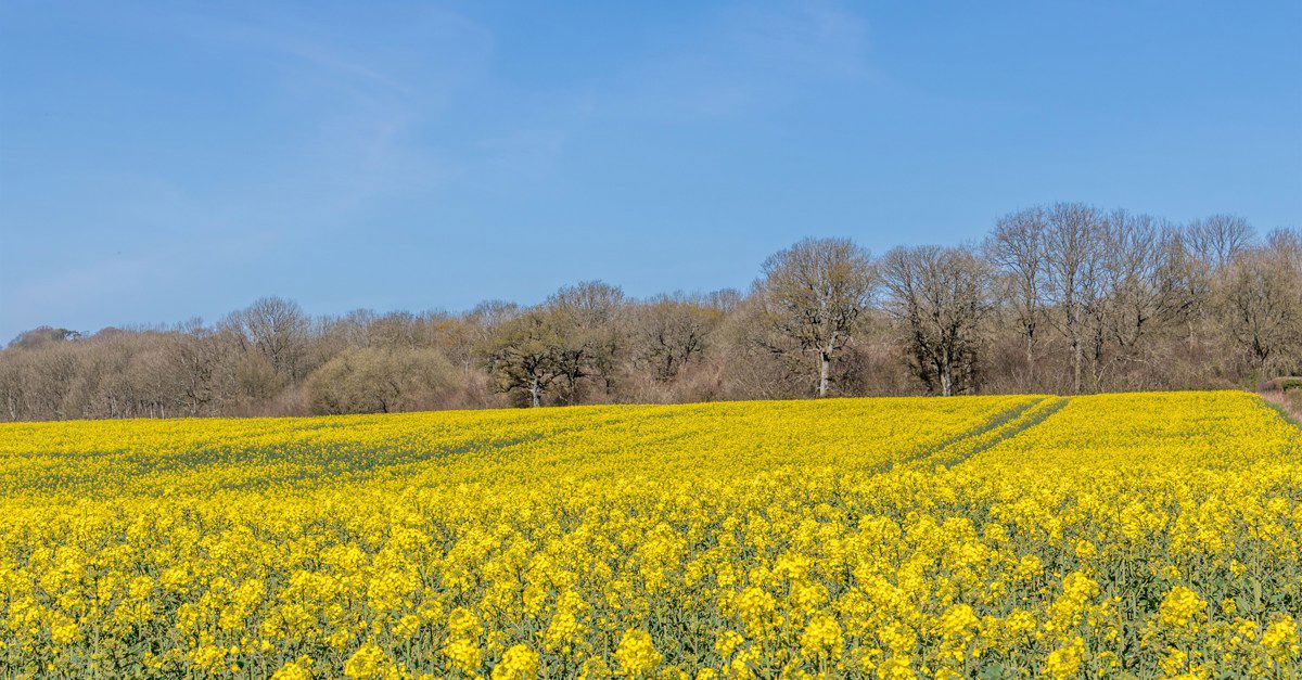 Campsites In Cranborne Chase Best Camping In Cranborne Chase