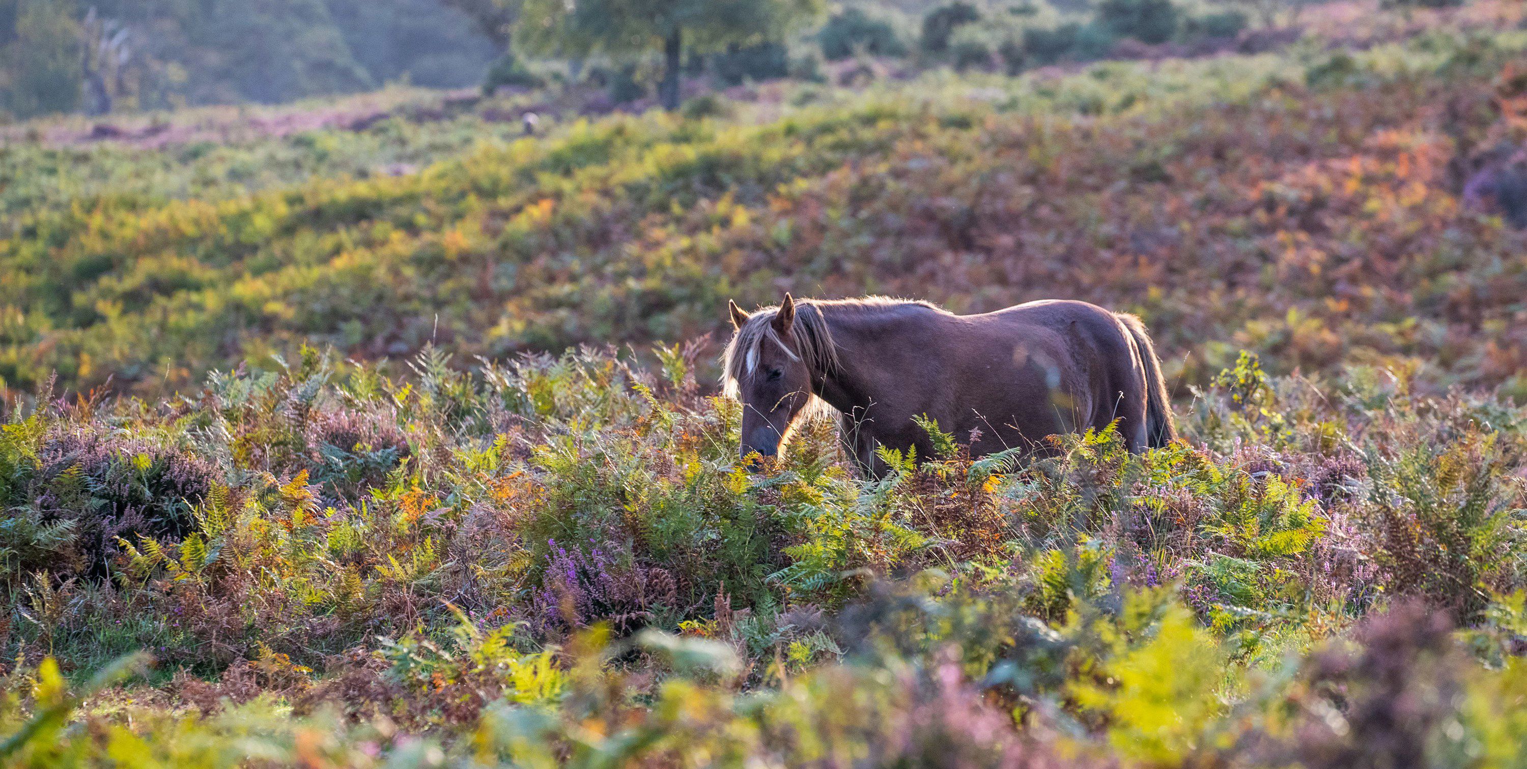electric hook up in the New Forest
