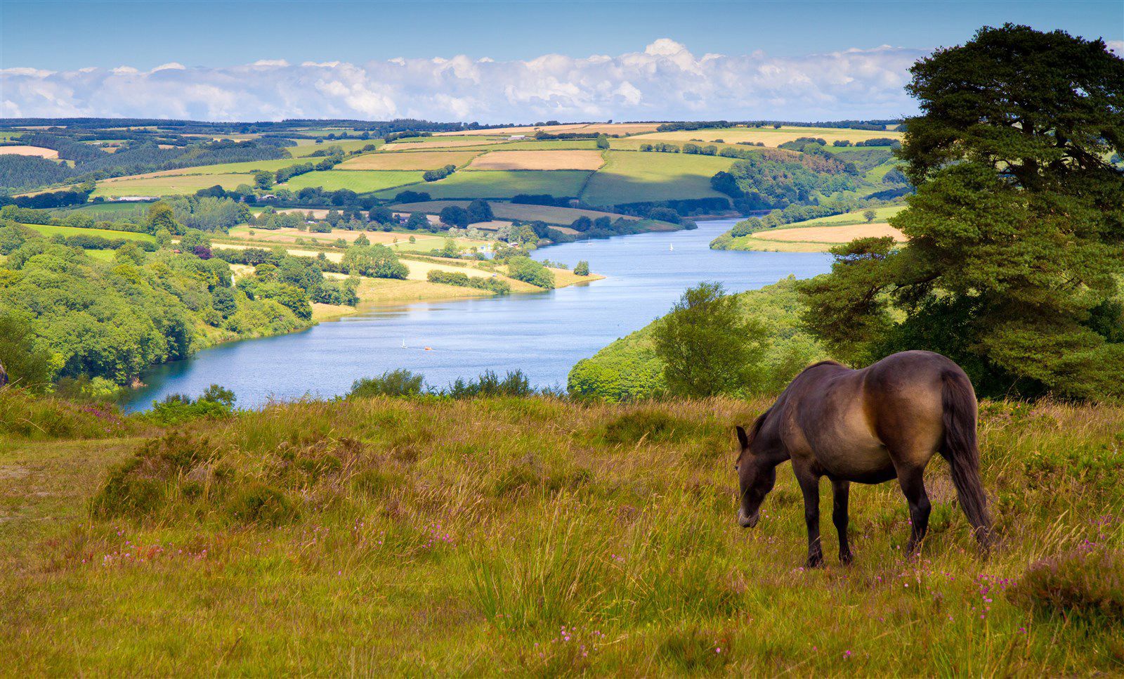 Dog discount friendly exmoor