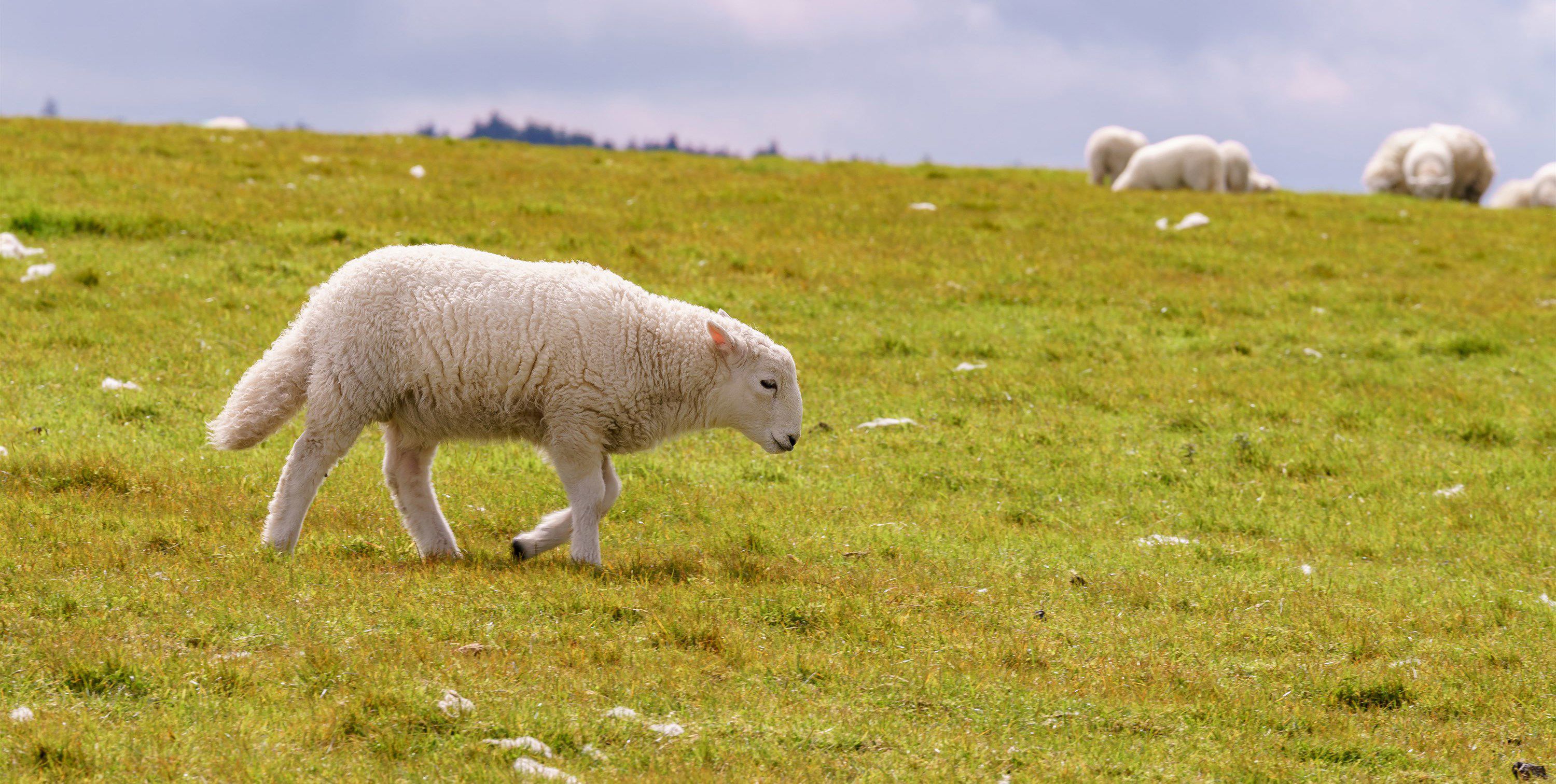 Campsites with electric hook up in Clunderwen, Carmarthenshire