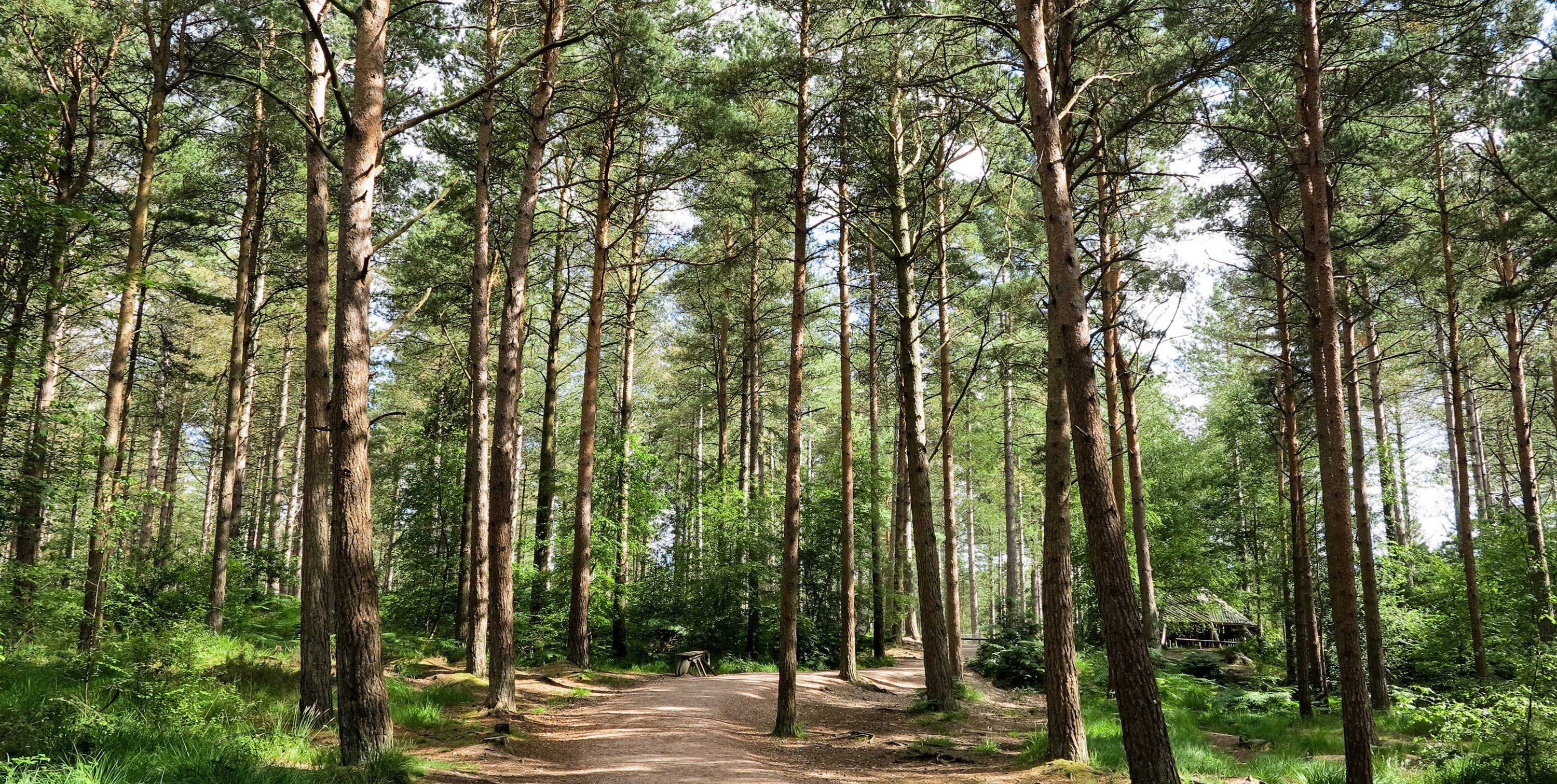 35+ Ashley Heath campsites Best camping in Ashley Heath, Dorset