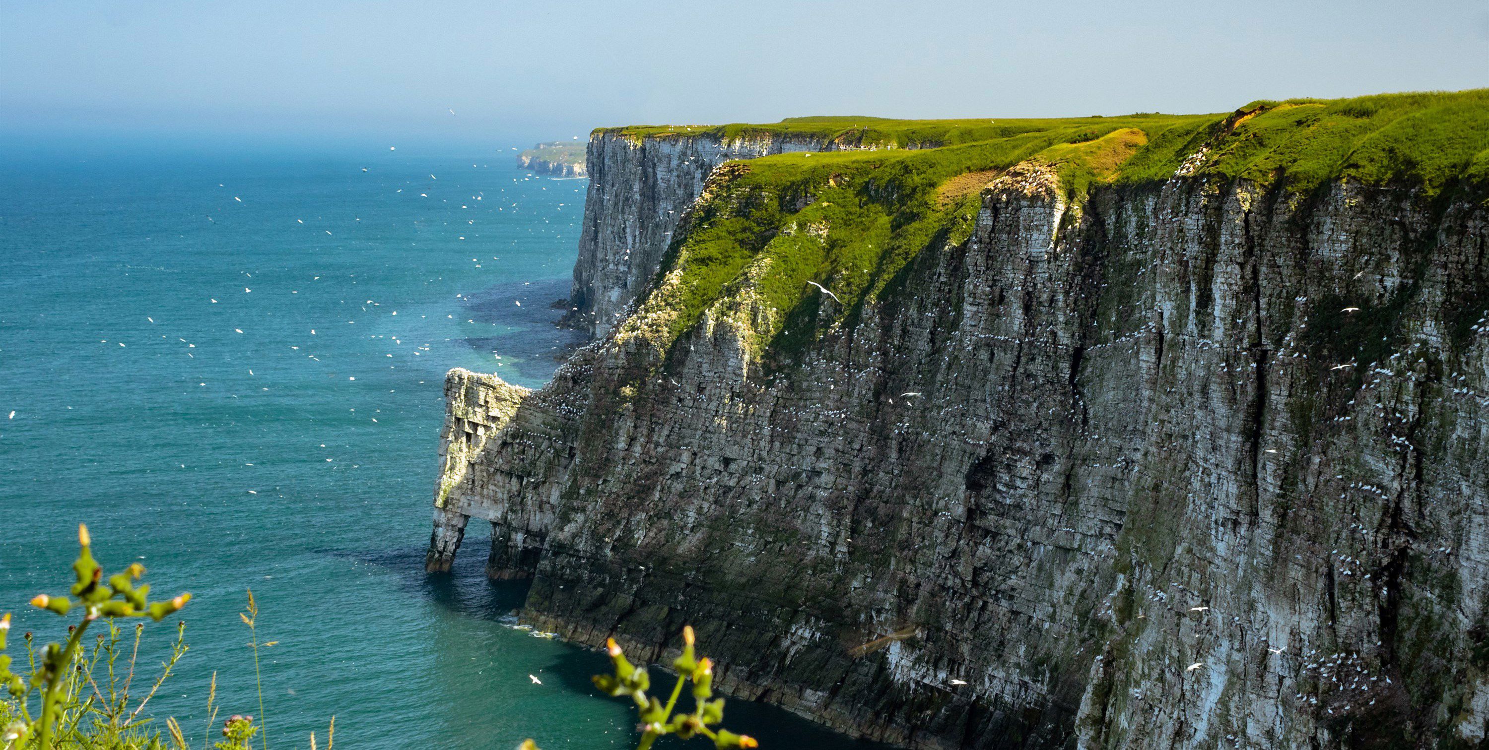 can you take dogs to bempton cliffs