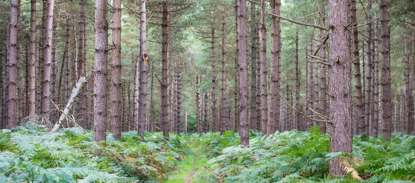 Rendlesham Campsites Best Camping In Rendlesham Suffolk