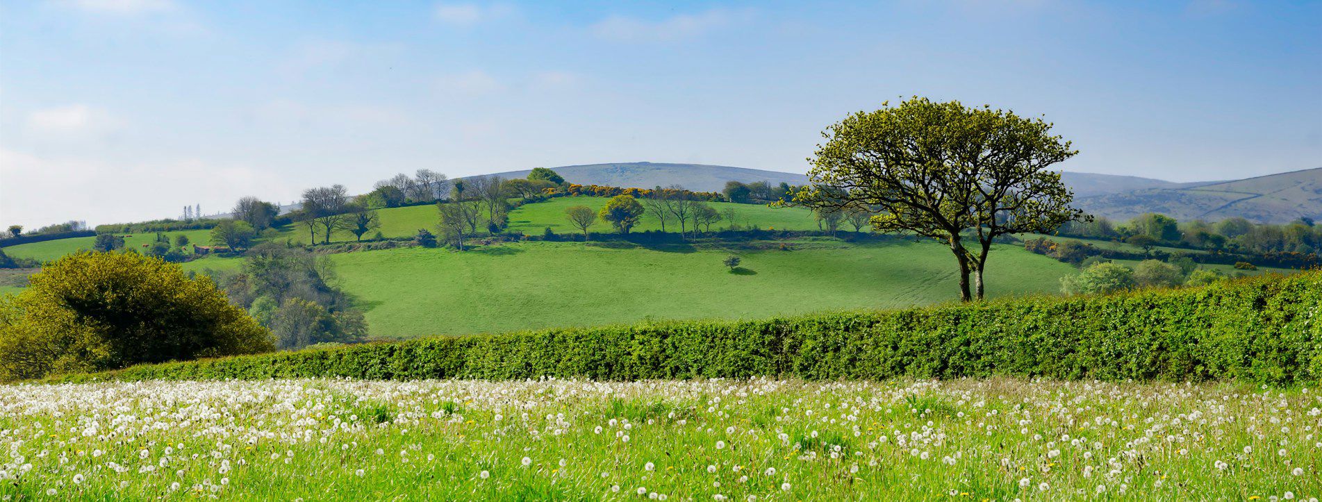 Campsites with electric hook up in Ivybridge, Devon